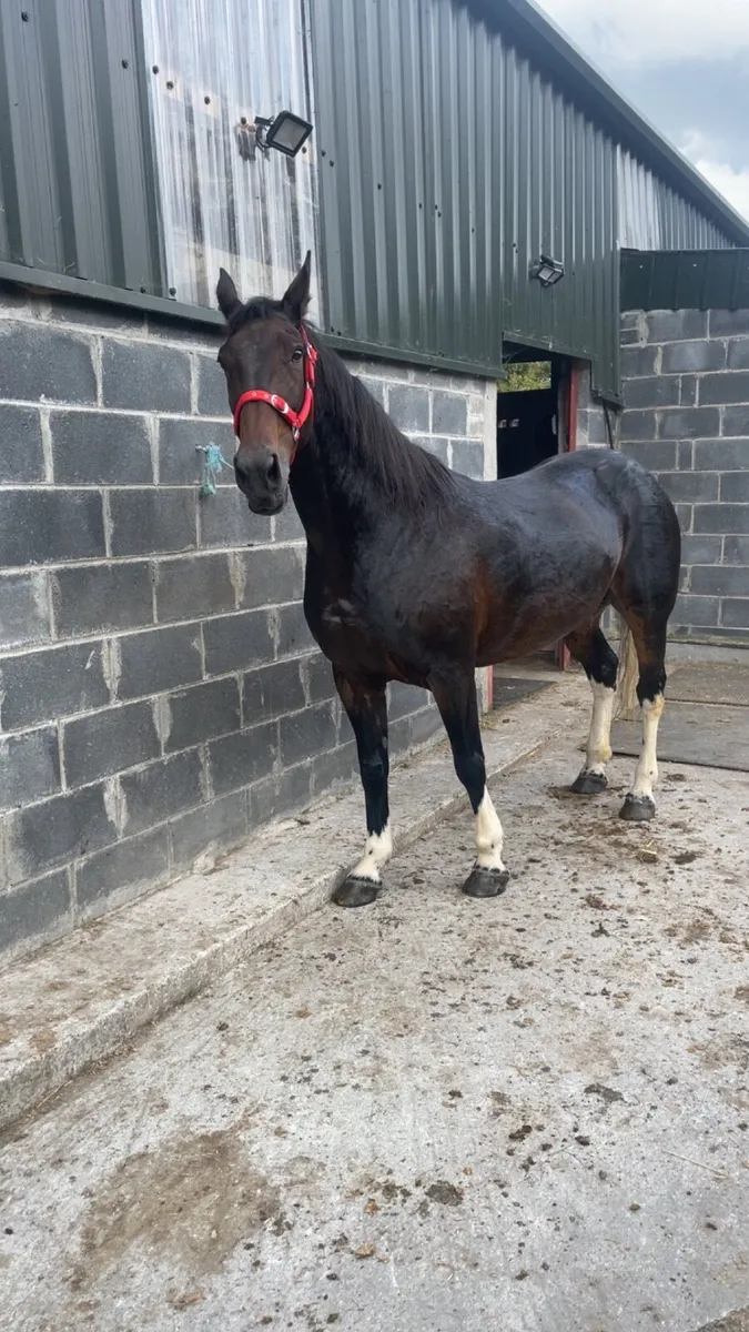 10year old mare - Image 2