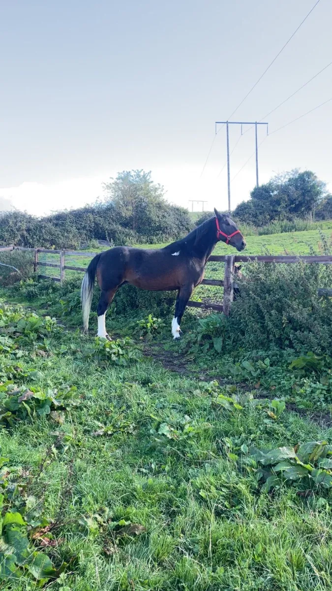 10year old mare - Image 3