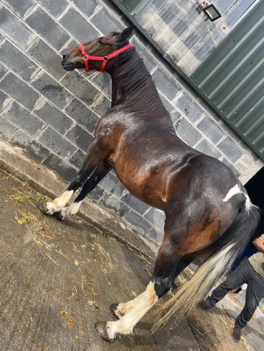 10year old mare - Image 4