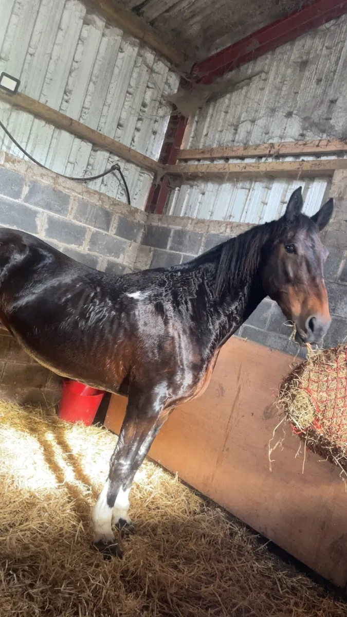 10year old mare - Image 1