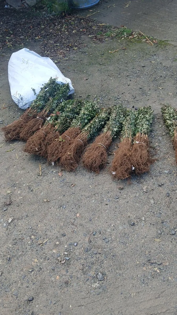 Whitethorn hedging €1 free nationwide delivery - Image 1