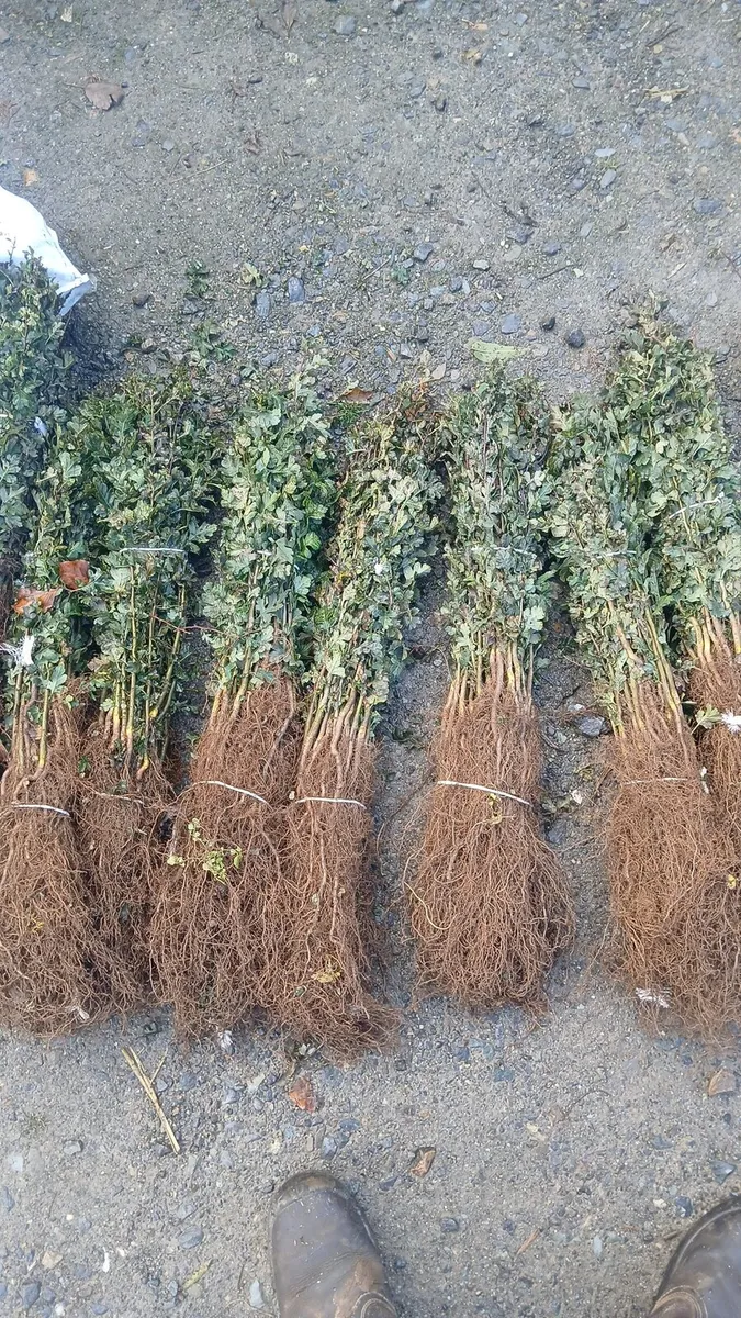 Whitethorn hedging €1 free nationwide delivery - Image 2