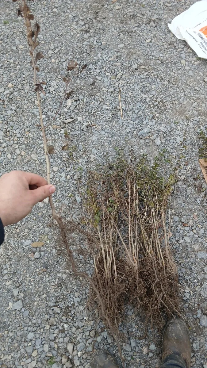 Whitethorn hedging €1 free nationwide delivery - Image 3