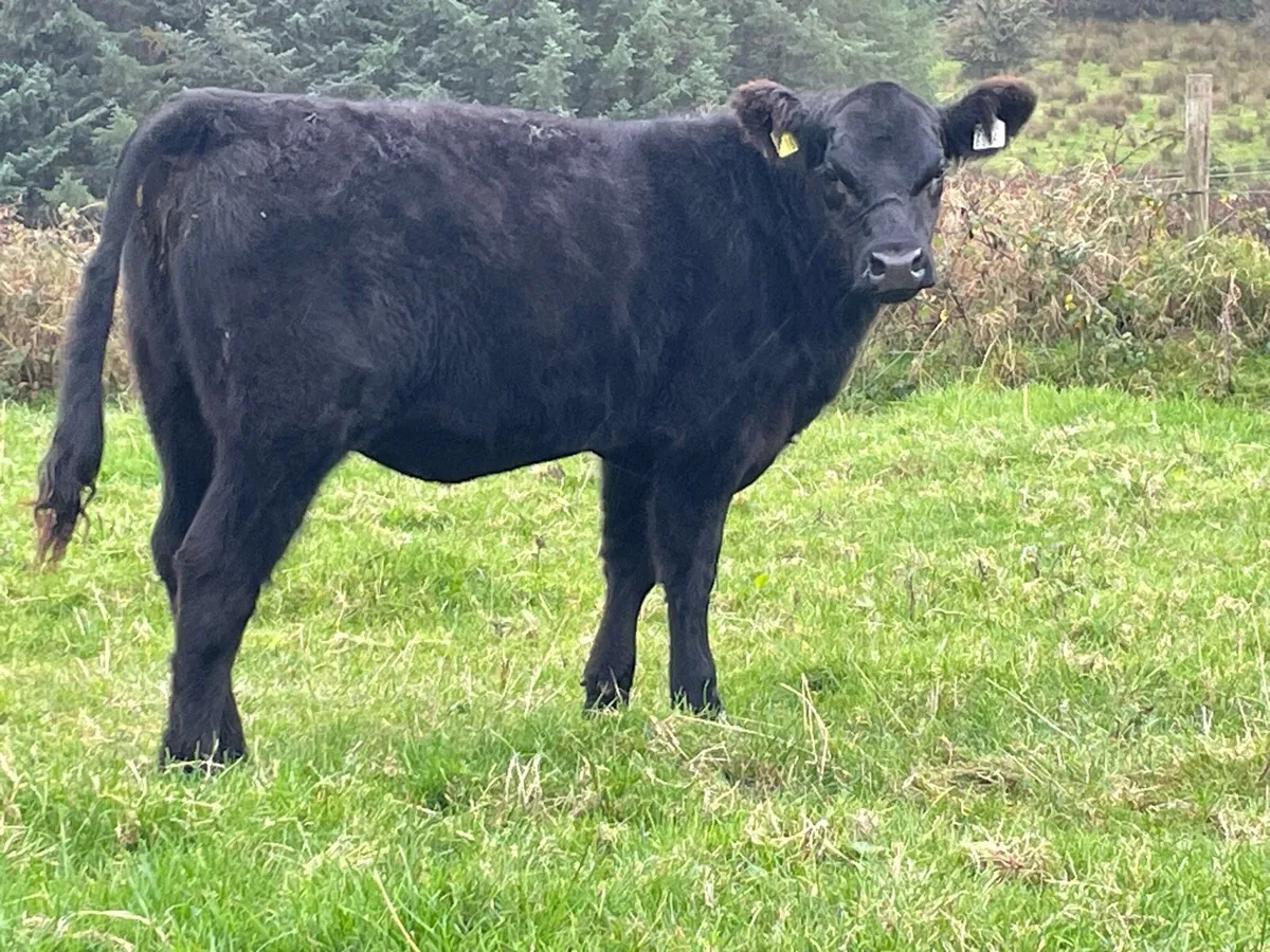 Angus Heifer Ballymote tomorrow - Image 3
