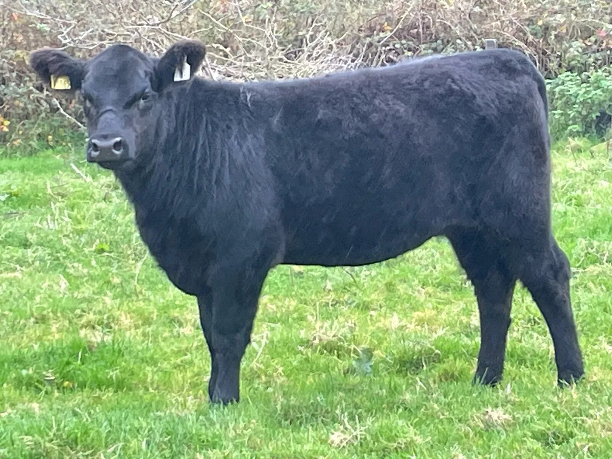 Angus Heifer Ballymote tomorrow - Image 1