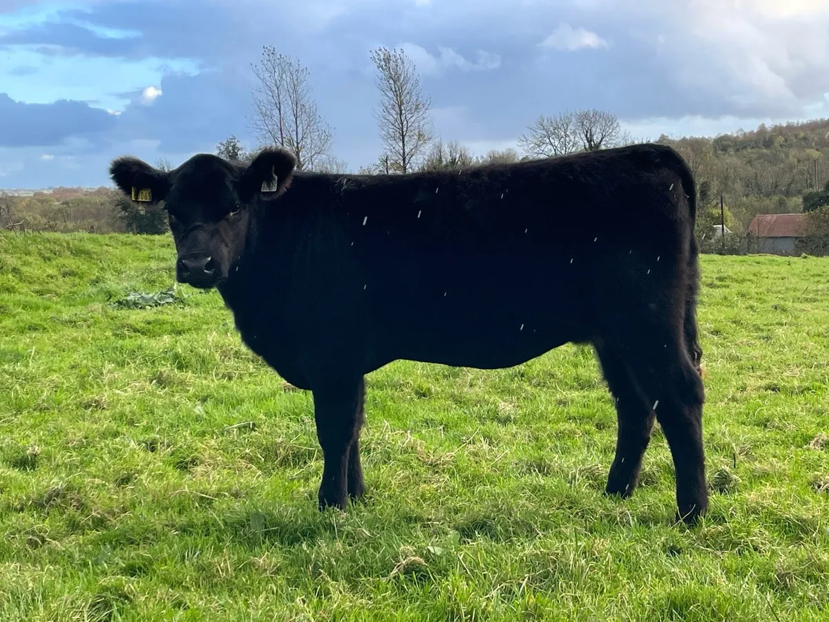 Angus Heifer Ballymote tomorrow - Image 2