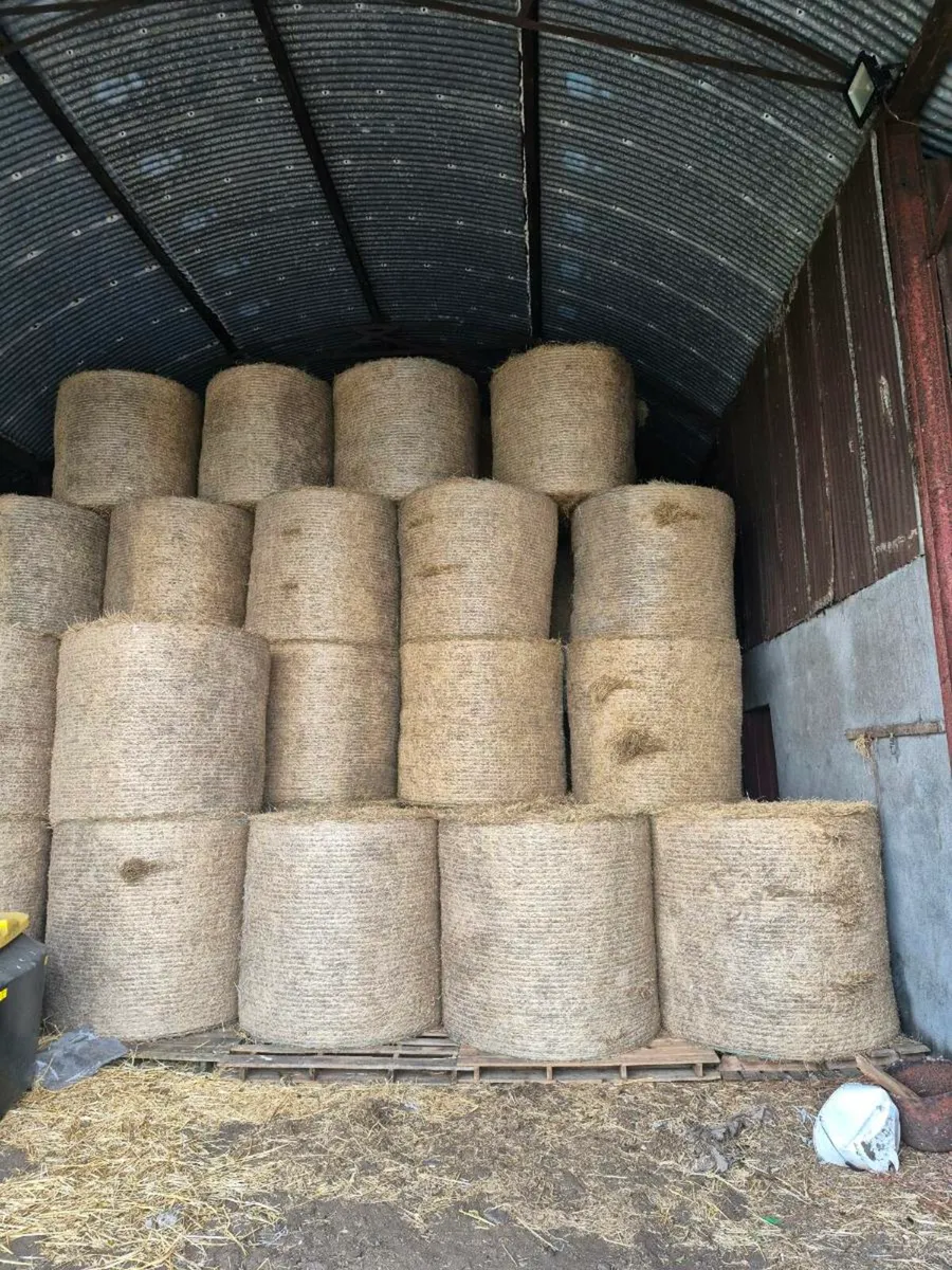 Hay for Sale - Image 2