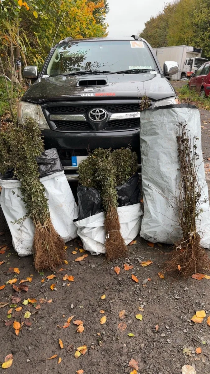 Whitethorn beech laurel - Hedge planting service - Image 4