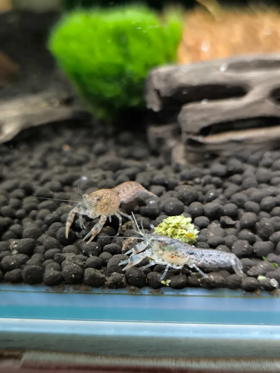 Dwarf Crayfish, Shrimp, Floating plants and Snail - Image 2