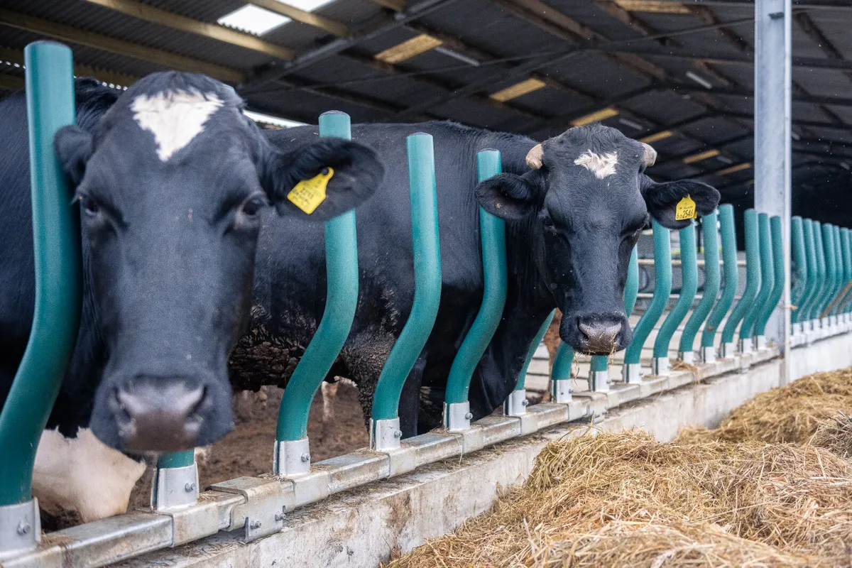 Feed Rail Barrier System - Image 4