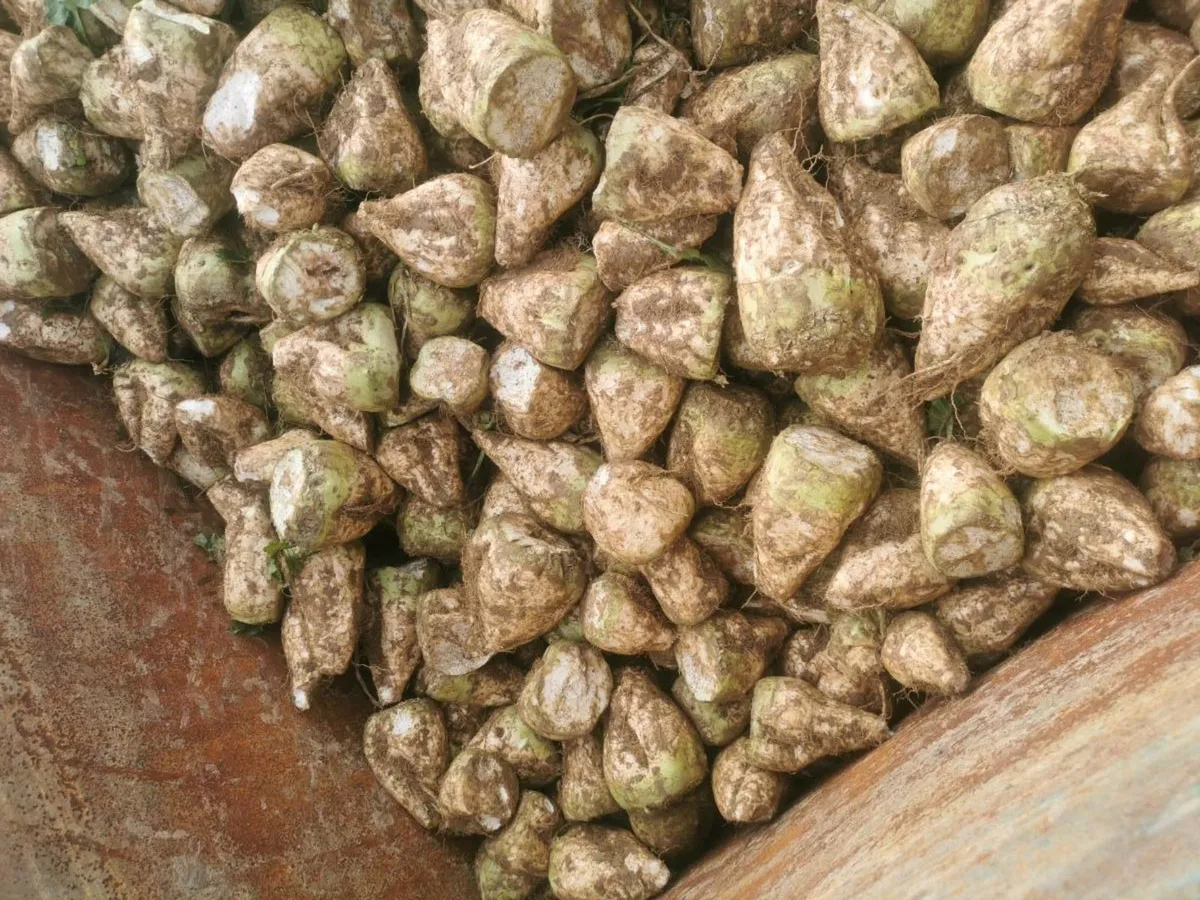 Enermax beet - Image 4