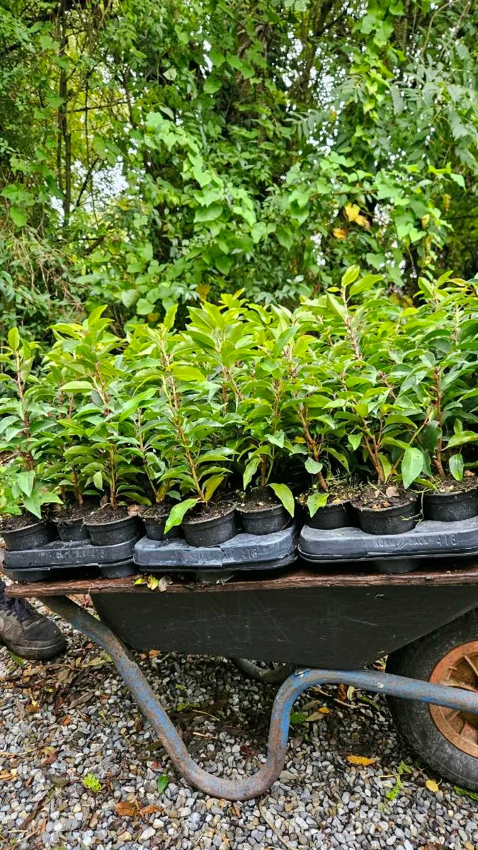 Potted Portuguese Laurel - Image 1