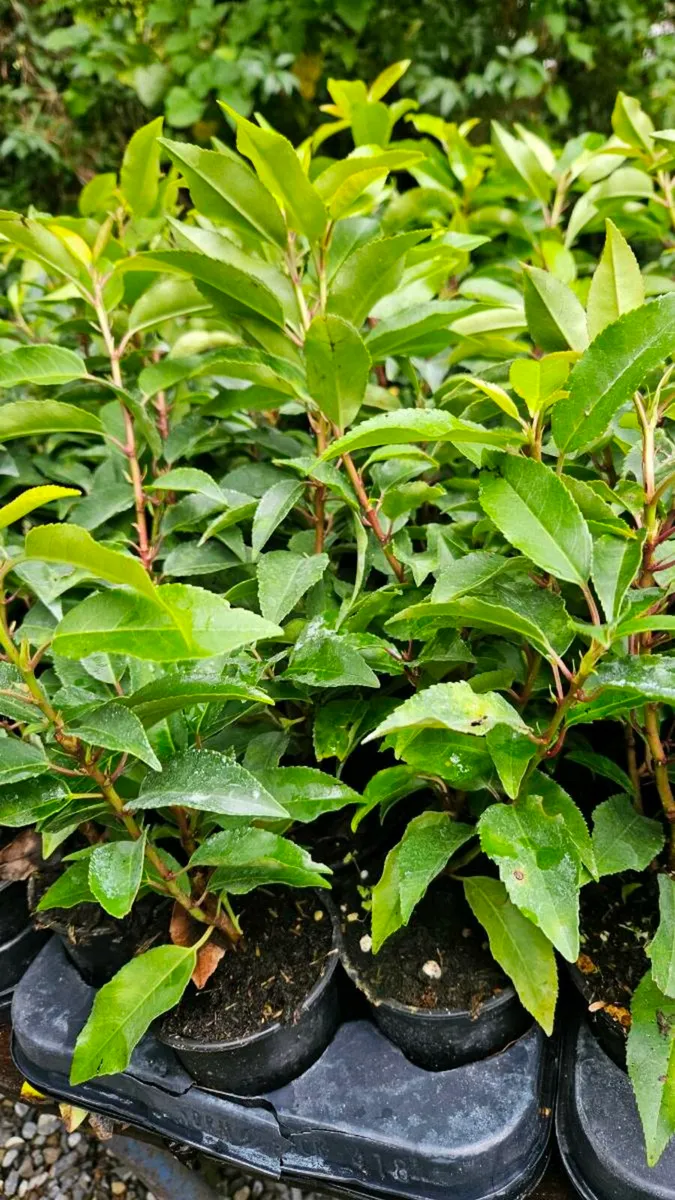 Potted Portuguese Laurel - Image 2
