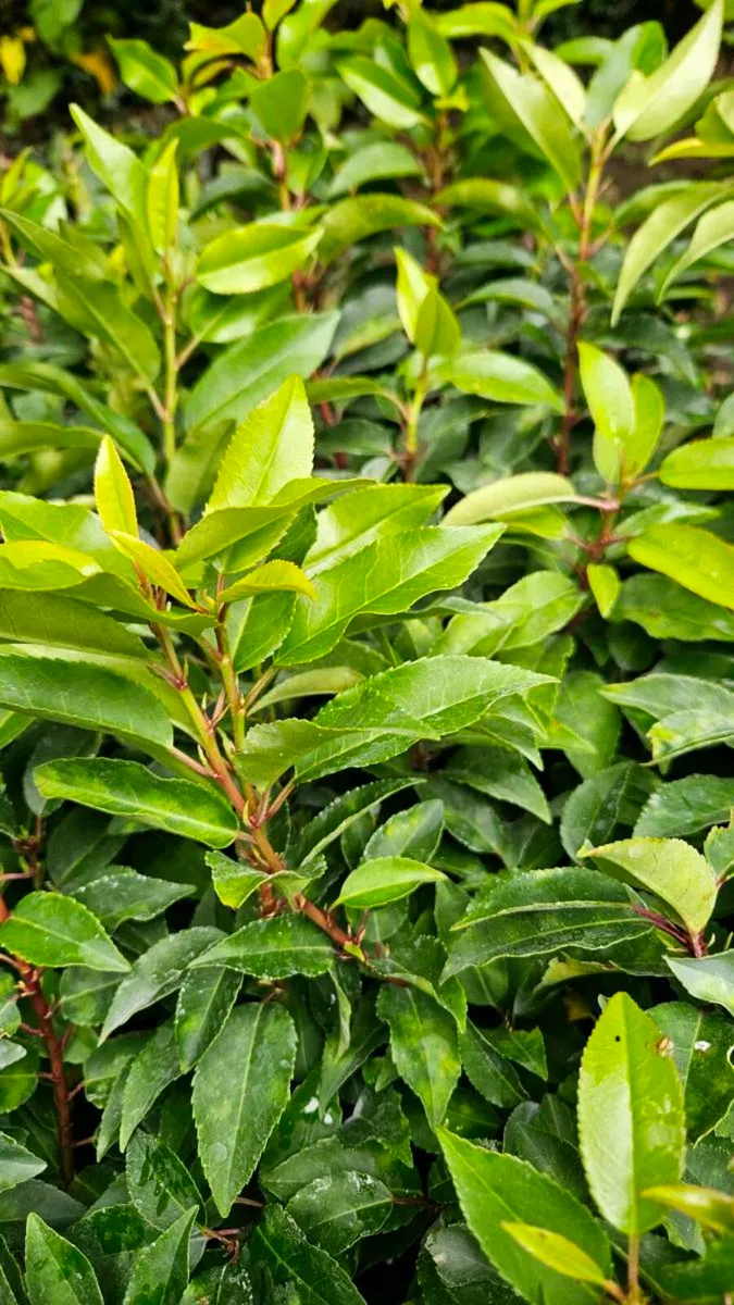 Potted Portuguese Laurel - Image 3