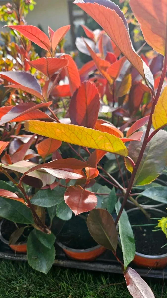 Potted Portuguese Laurel - Image 4