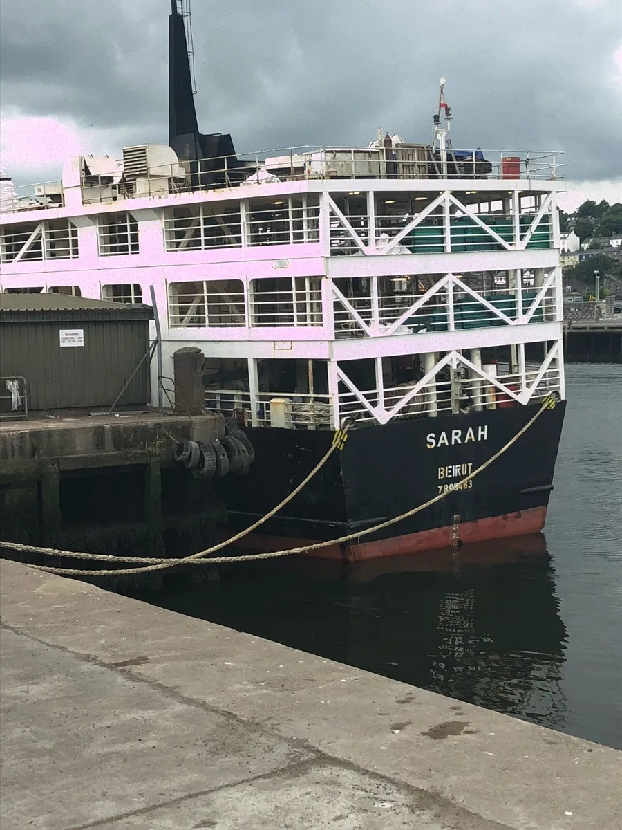 WANTED FRIESAN BULLS  & BULLOCKS FOR EXPORT.