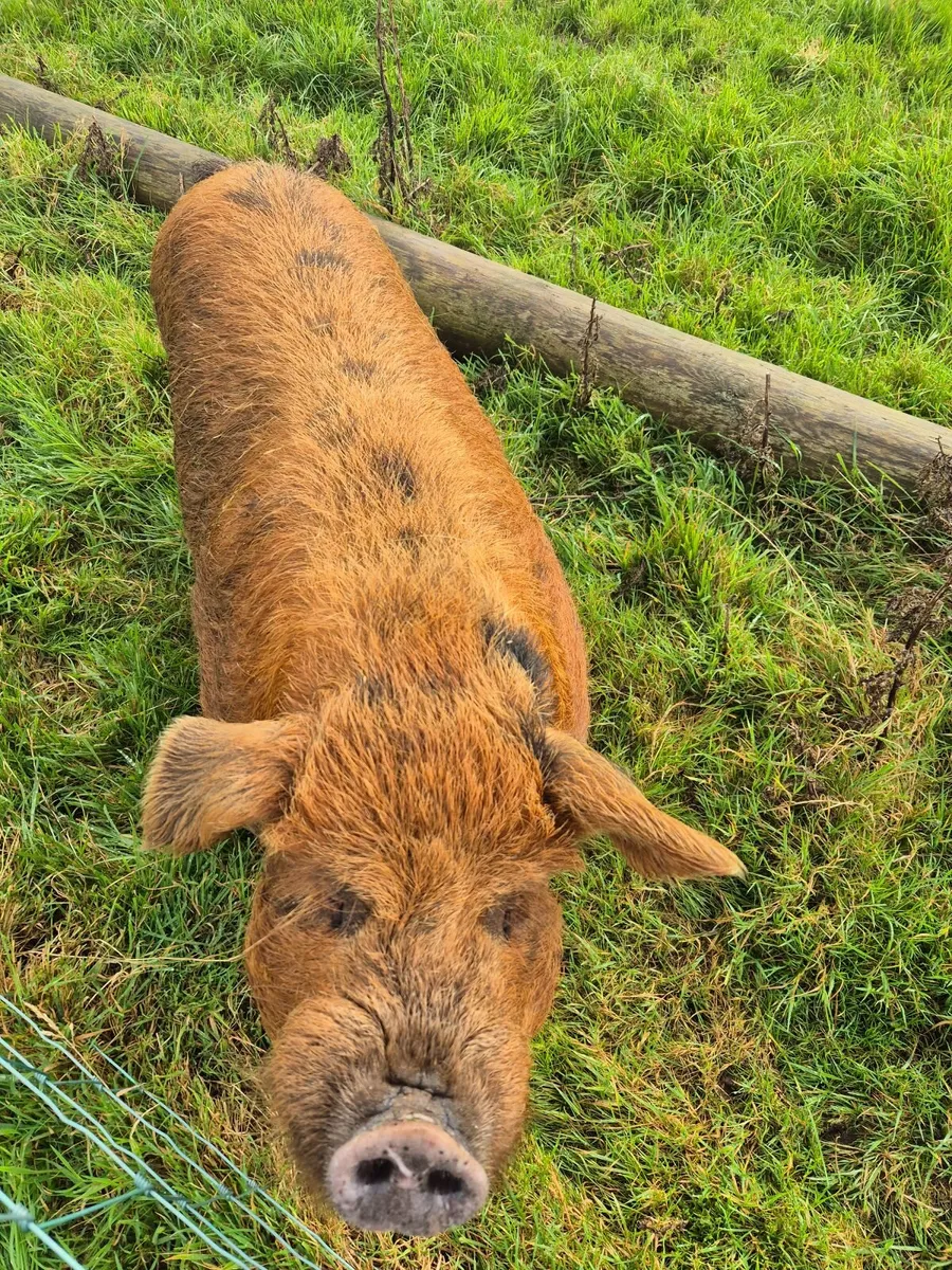 Kune Kune Boar for sale