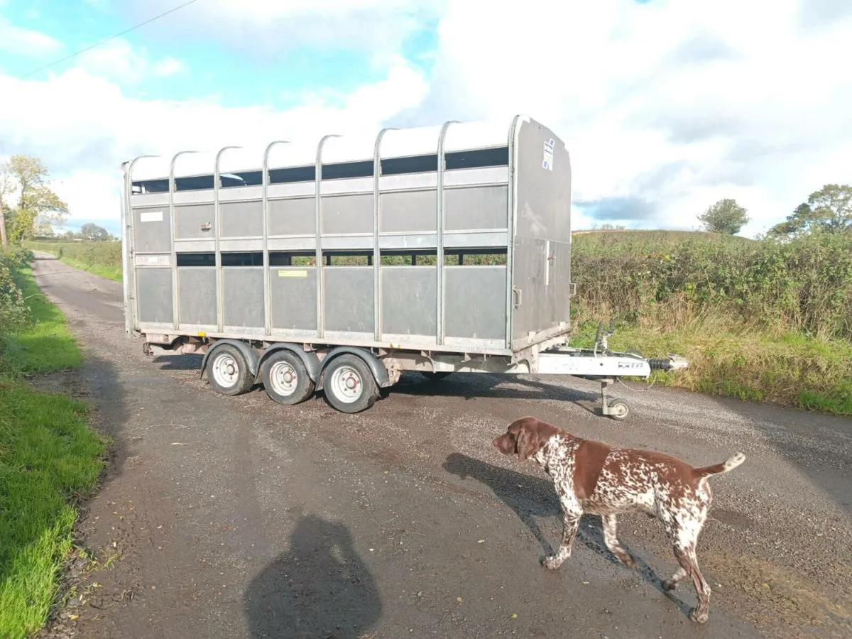 Ifor Williams dp livestock trailer - Image 1