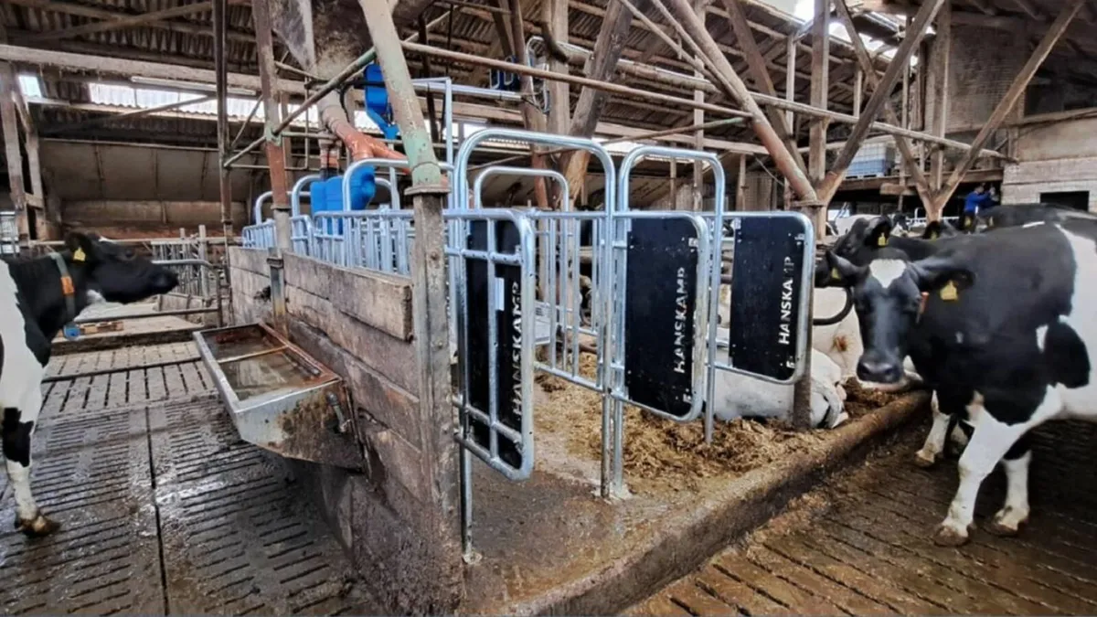 cow feedstation - Image 1