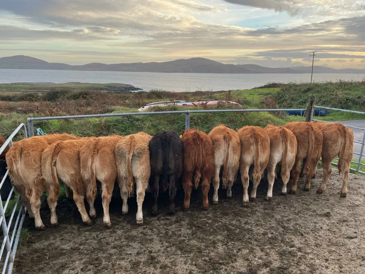 Skibbereen Mart Fri 6th of March Calves & Cattle - Image 1