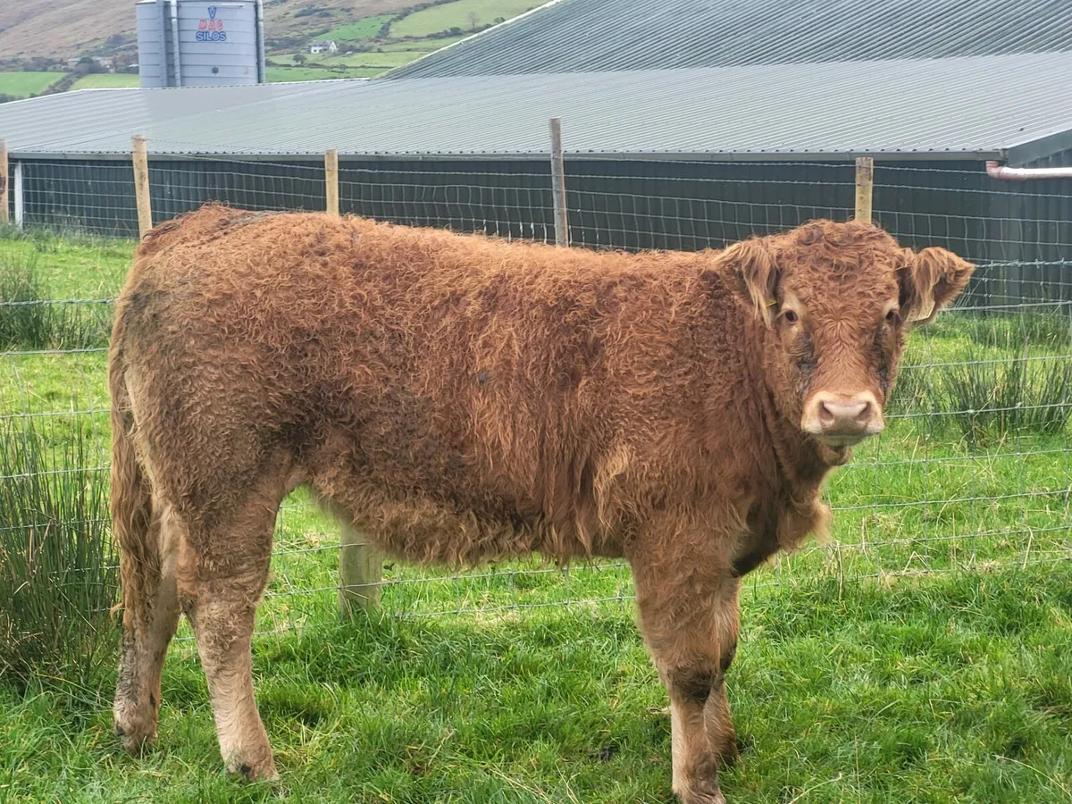 Skibbereen Mart Fri 6th of March Calves & Cattle - Image 3