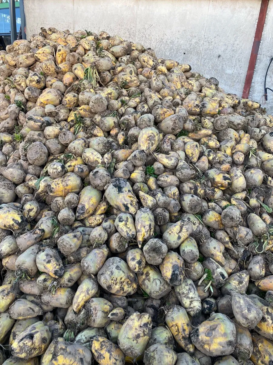 Bolero Foddet Beet - Image 2