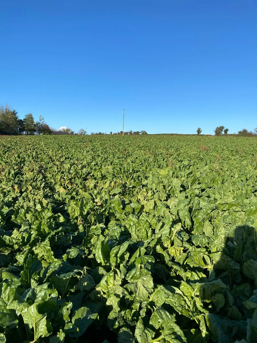 Bolero Foddet Beet - Image 1