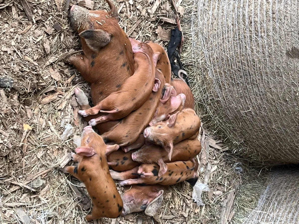 Organic OSB weaner piglets  only 3 left - Image 3