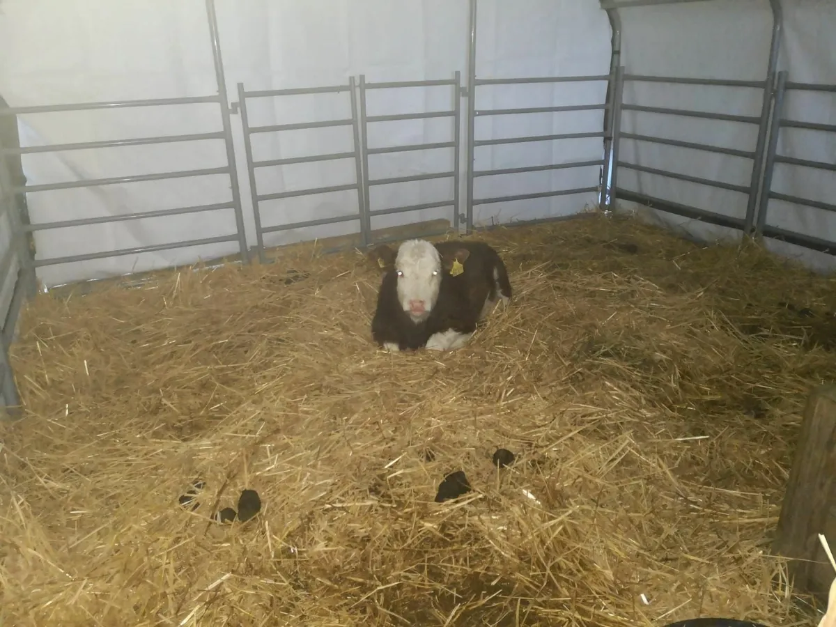Extra Large Livestock Field Shelter 305gsm cover - Image 3