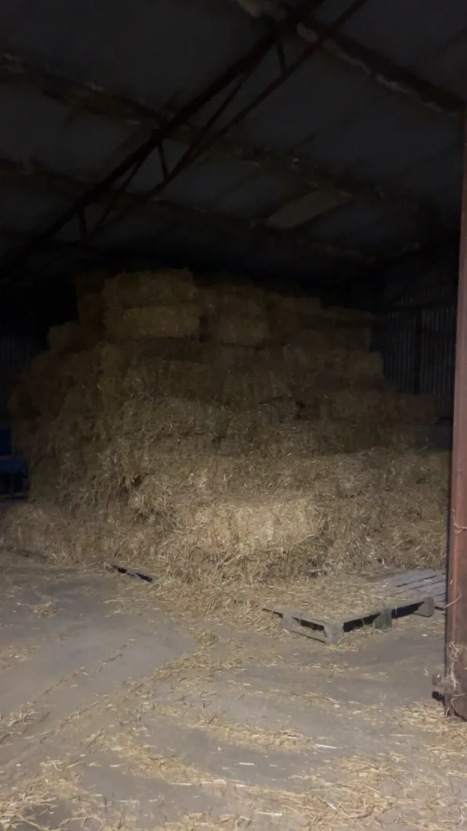 Small square bales of straw - Image 1