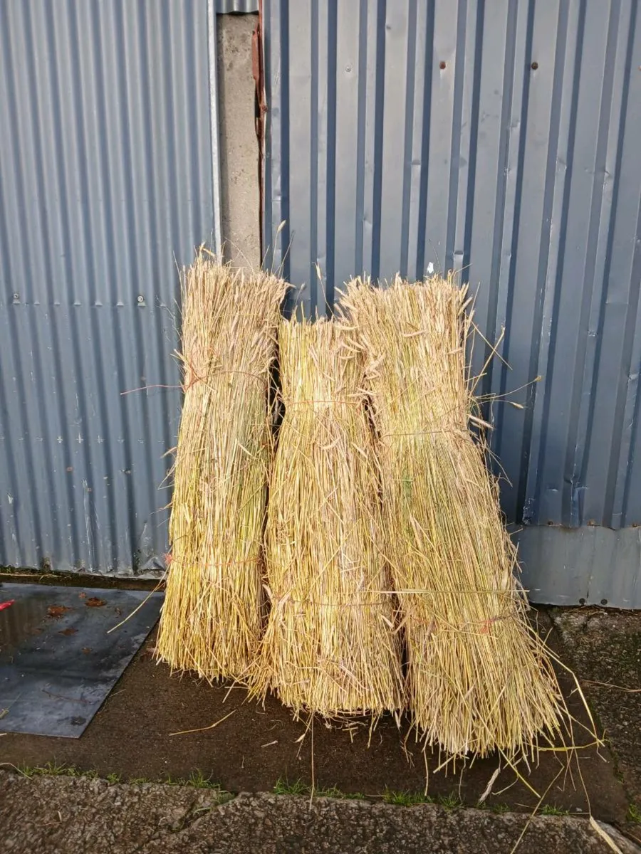 Rye for thatching - Image 1