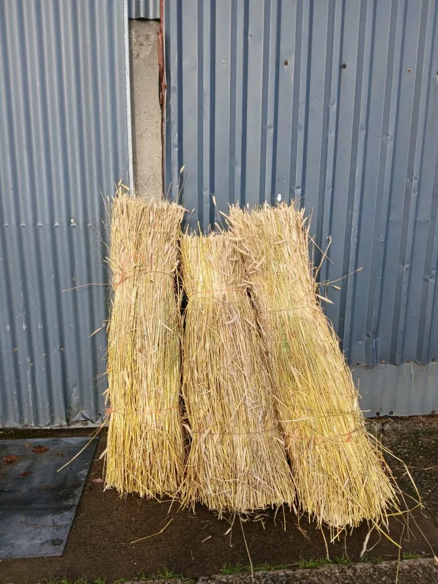 Rye for thatching - Image 2