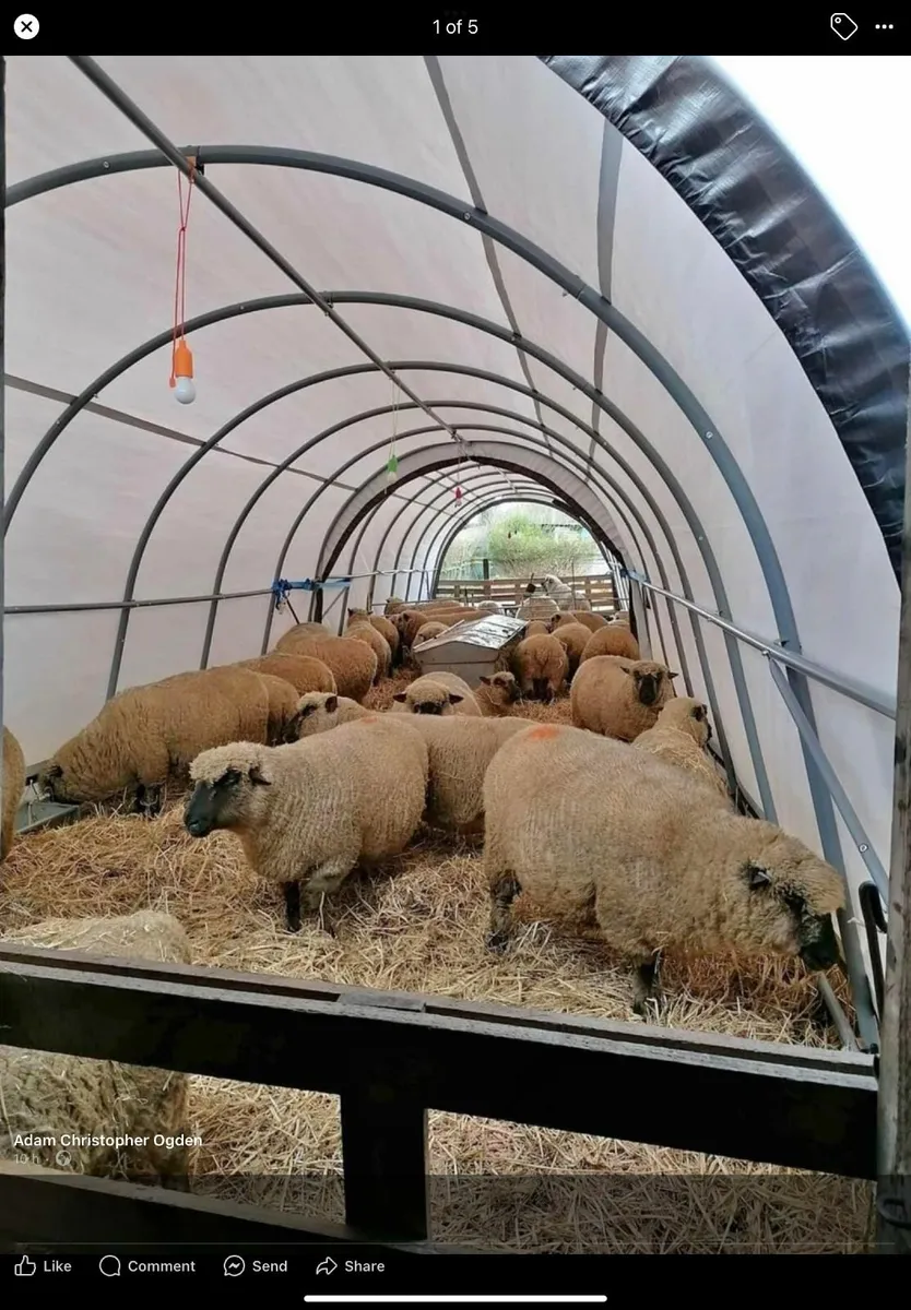 Heavy Duty Horse Shelter - Free Delivery - Image 4