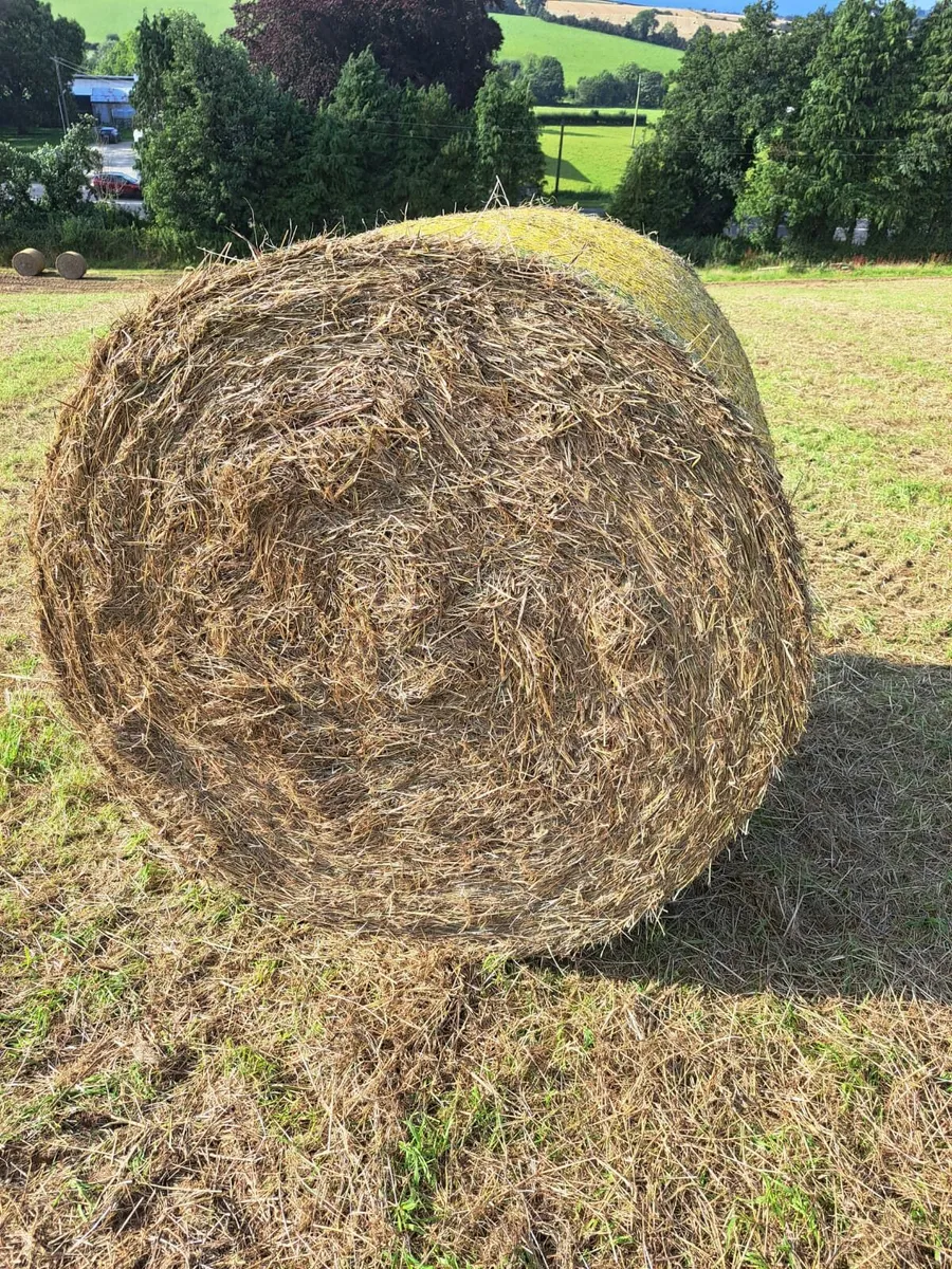 Hay - Image 1