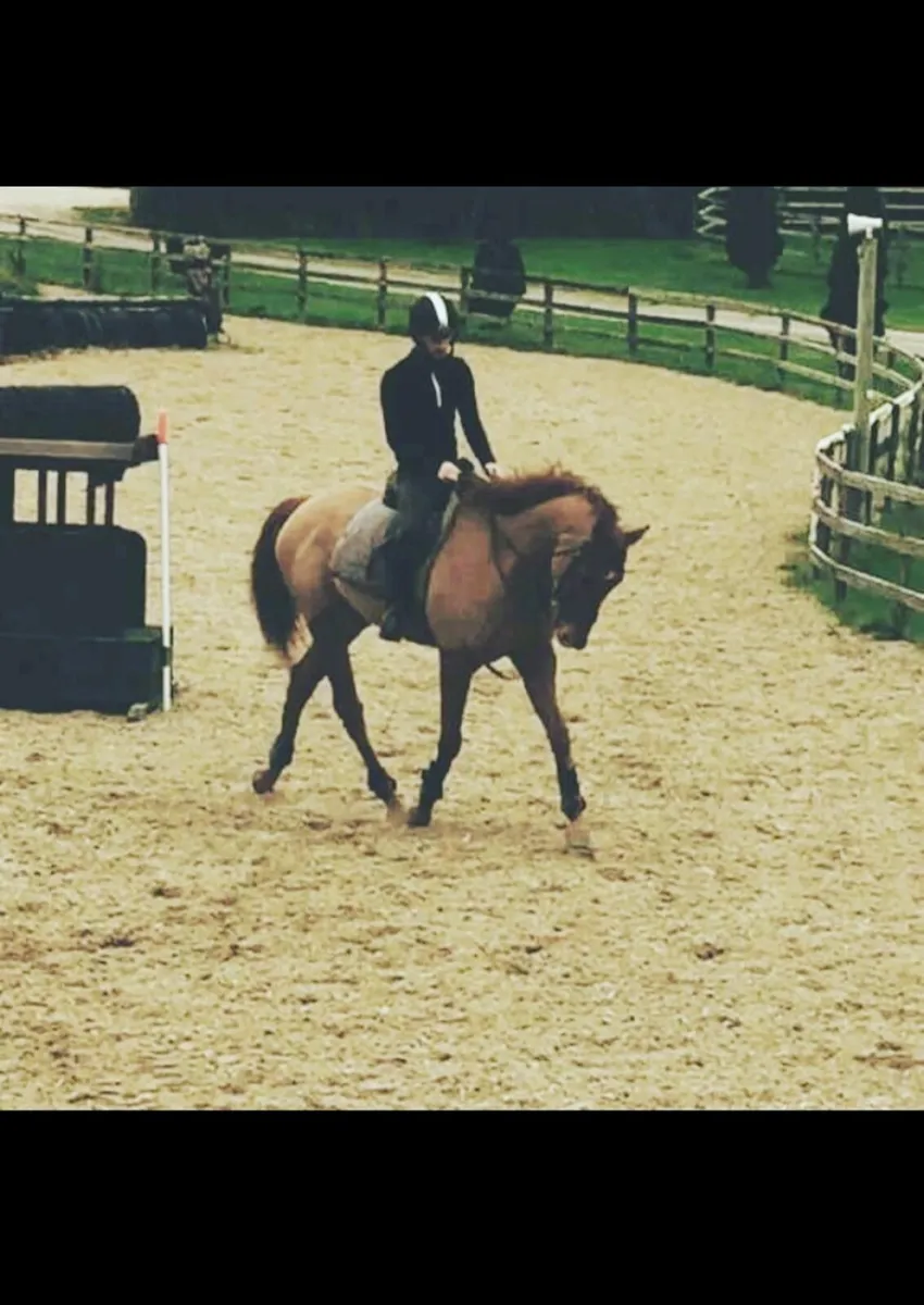 Breaking and schooling SPACES AVAILABLE - Image 2