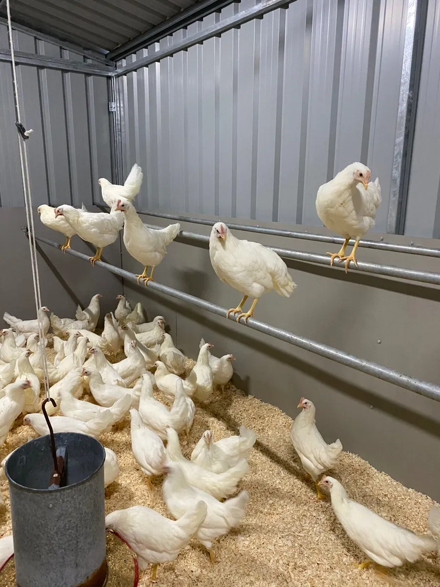DEKALB WHITE EGG LAYERS IN STOCK NOW - Image 1