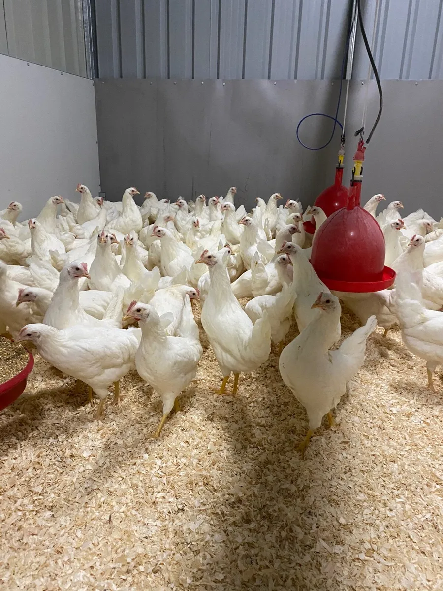 * SHAVER BROWN LAYING HENS IN STOCK NOW 18 WEEKS * - Image 3