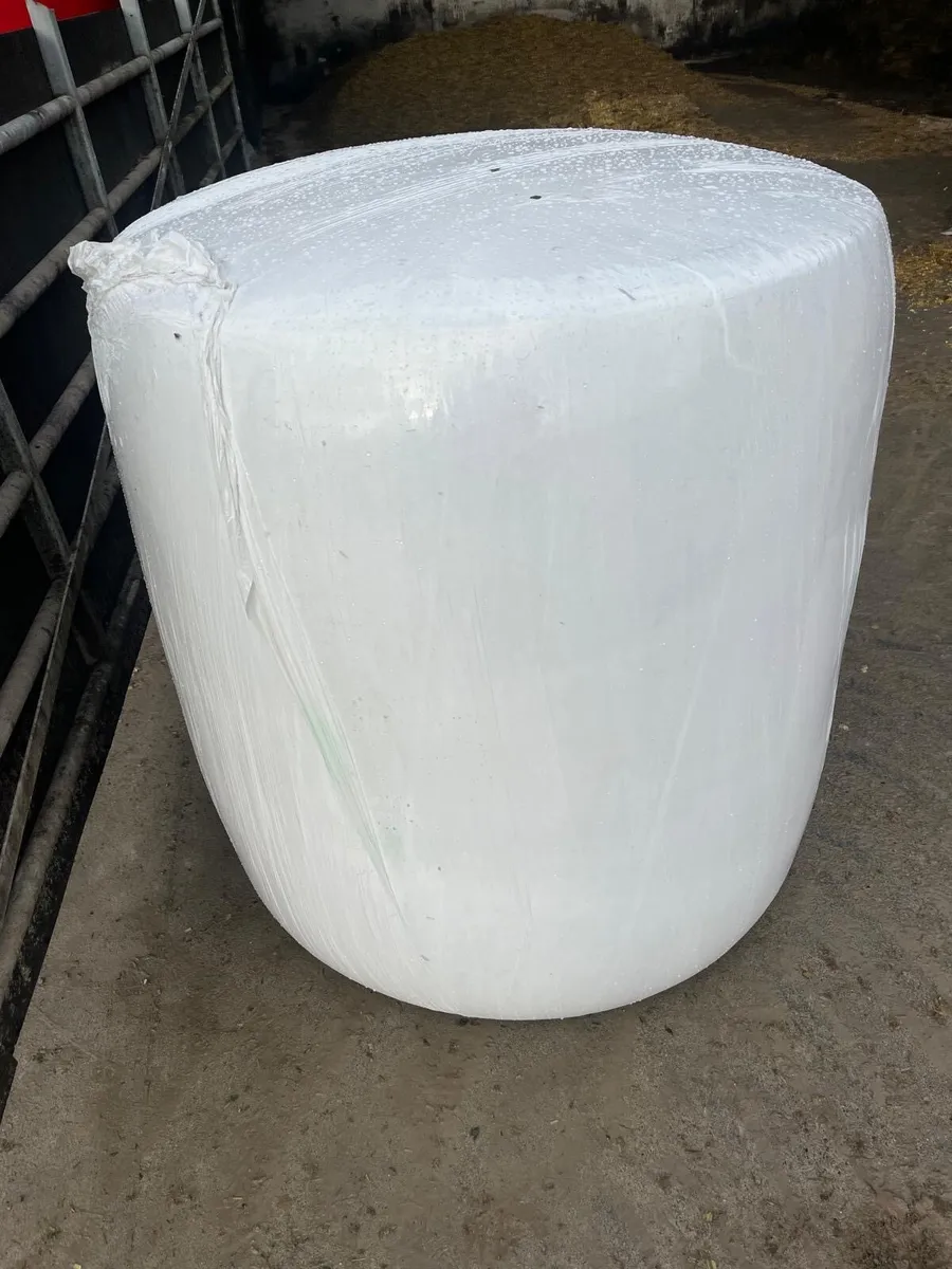 Maize For Sale - Image 3