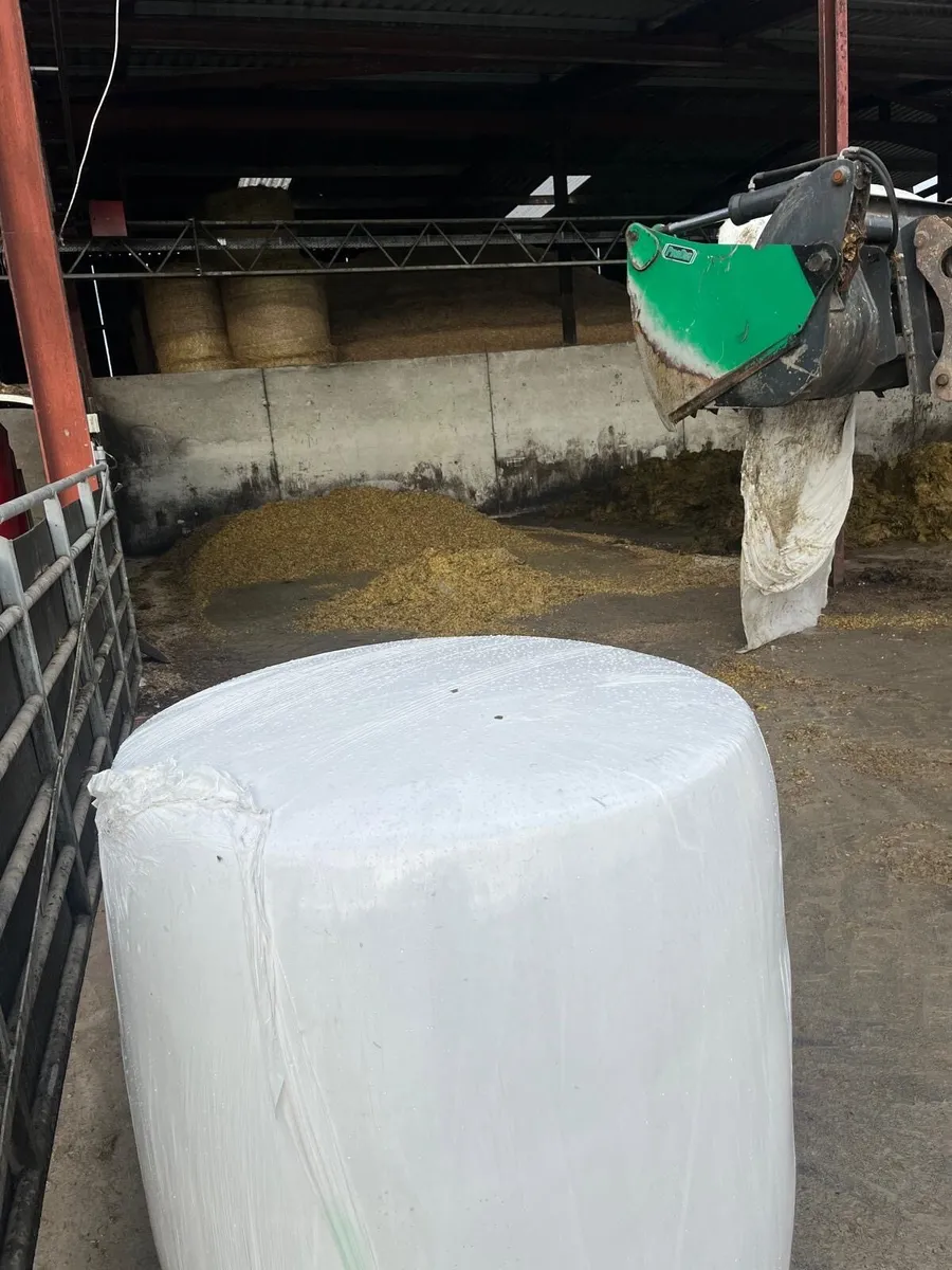 Maize For Sale - Image 4