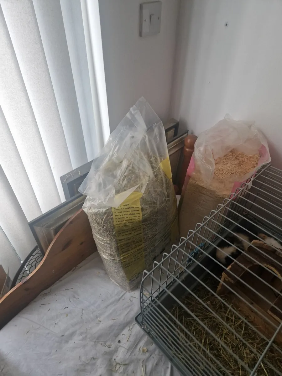 Guinea pigs and cage - Image 2