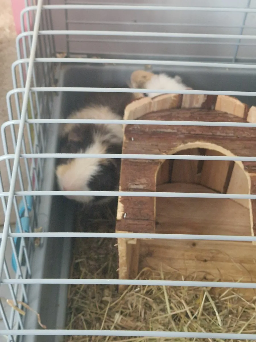 Guinea pigs and cage - Image 1