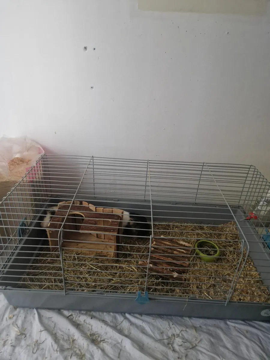 Guinea pigs and cage - Image 3