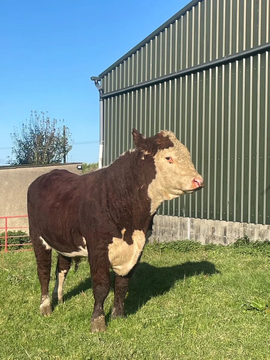 Hereford Bull - Image 2