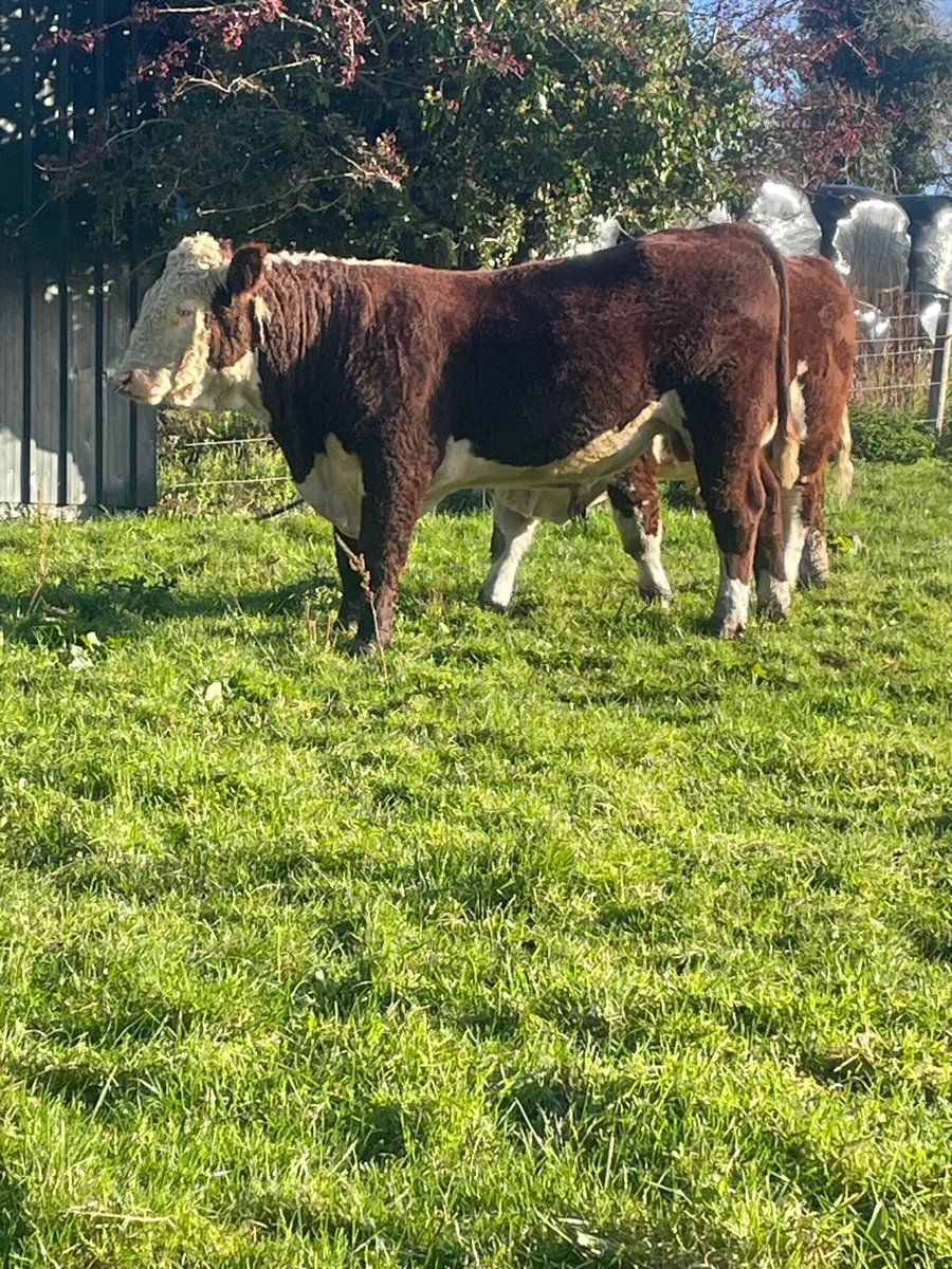 Hereford Bull - Image 3