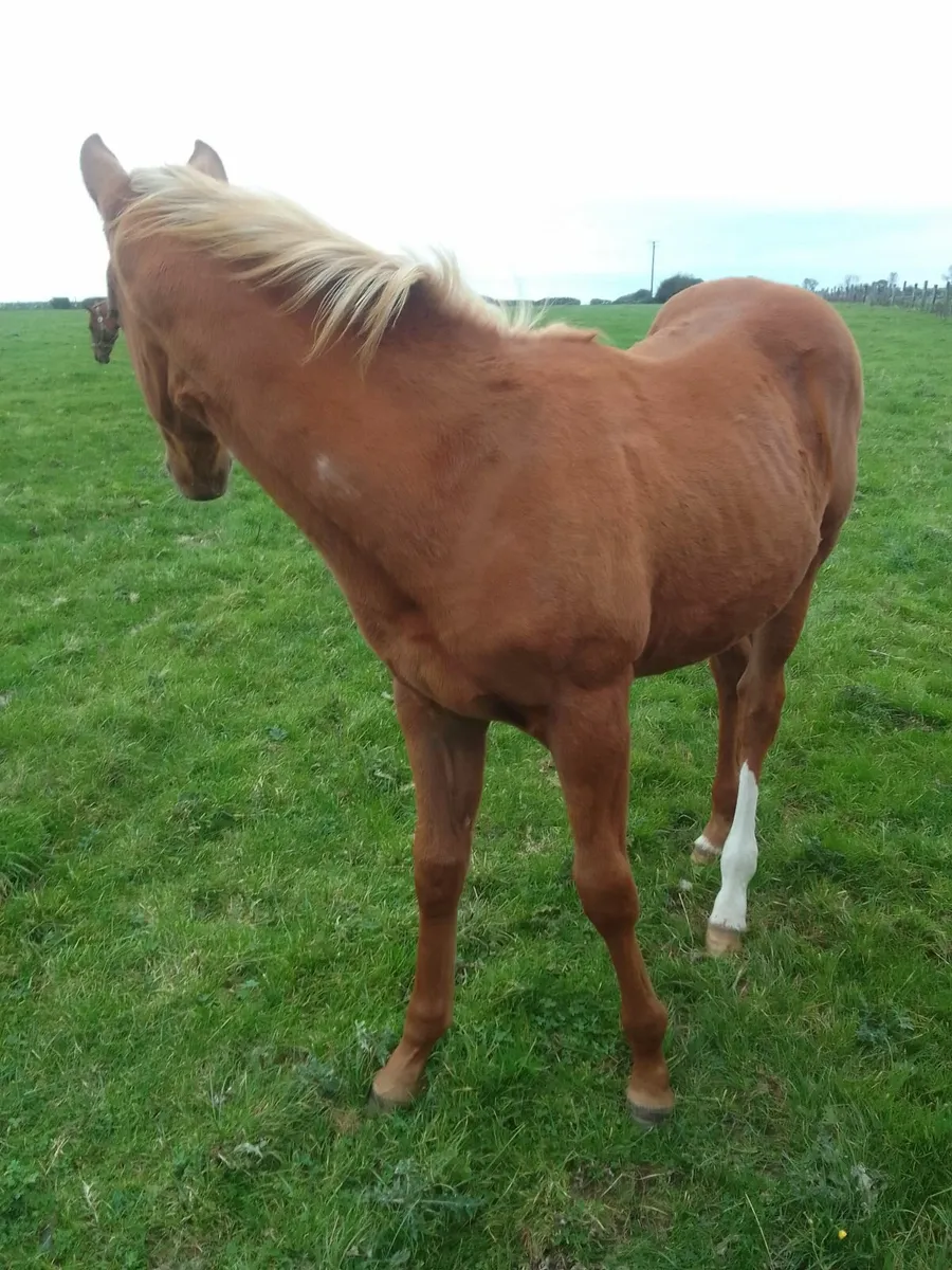 Throughbred x Another Pleasure - Image 4