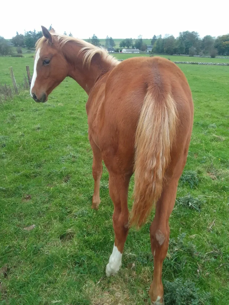 Throughbred x Another Pleasure - Image 1