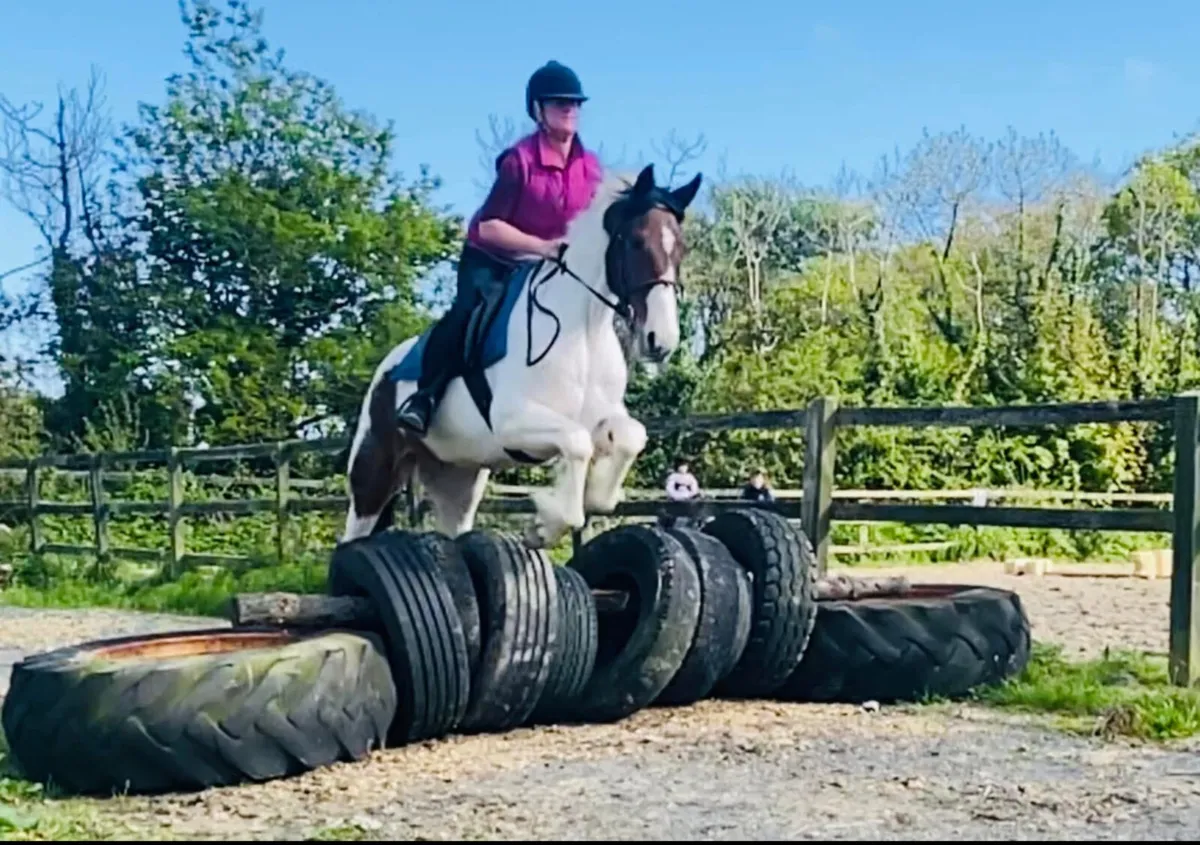 Full/ DIY/ schooling/ retirement livery - Image 2