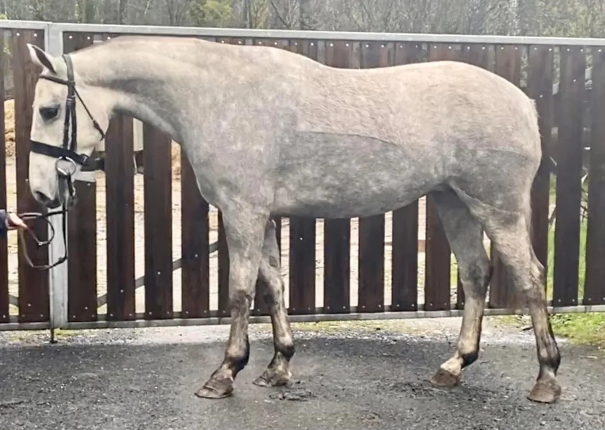 Full/ DIY/ schooling/ retirement livery - Image 3