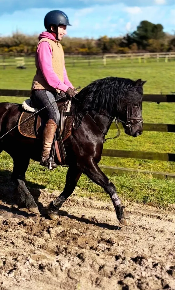 Full/ DIY/ schooling/ retirement livery - Image 4