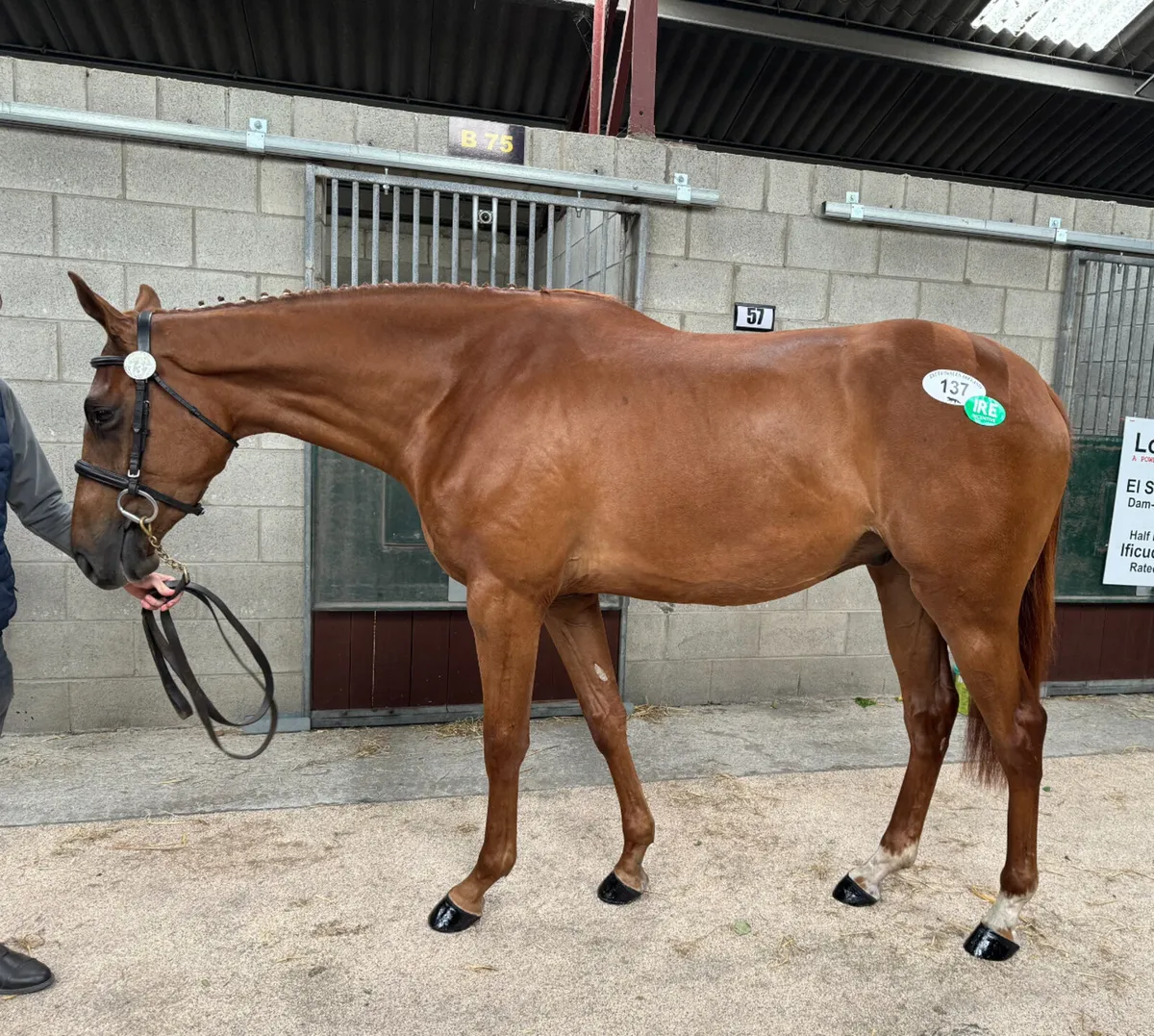 Full/ DIY/ schooling/ retirement livery - Image 1